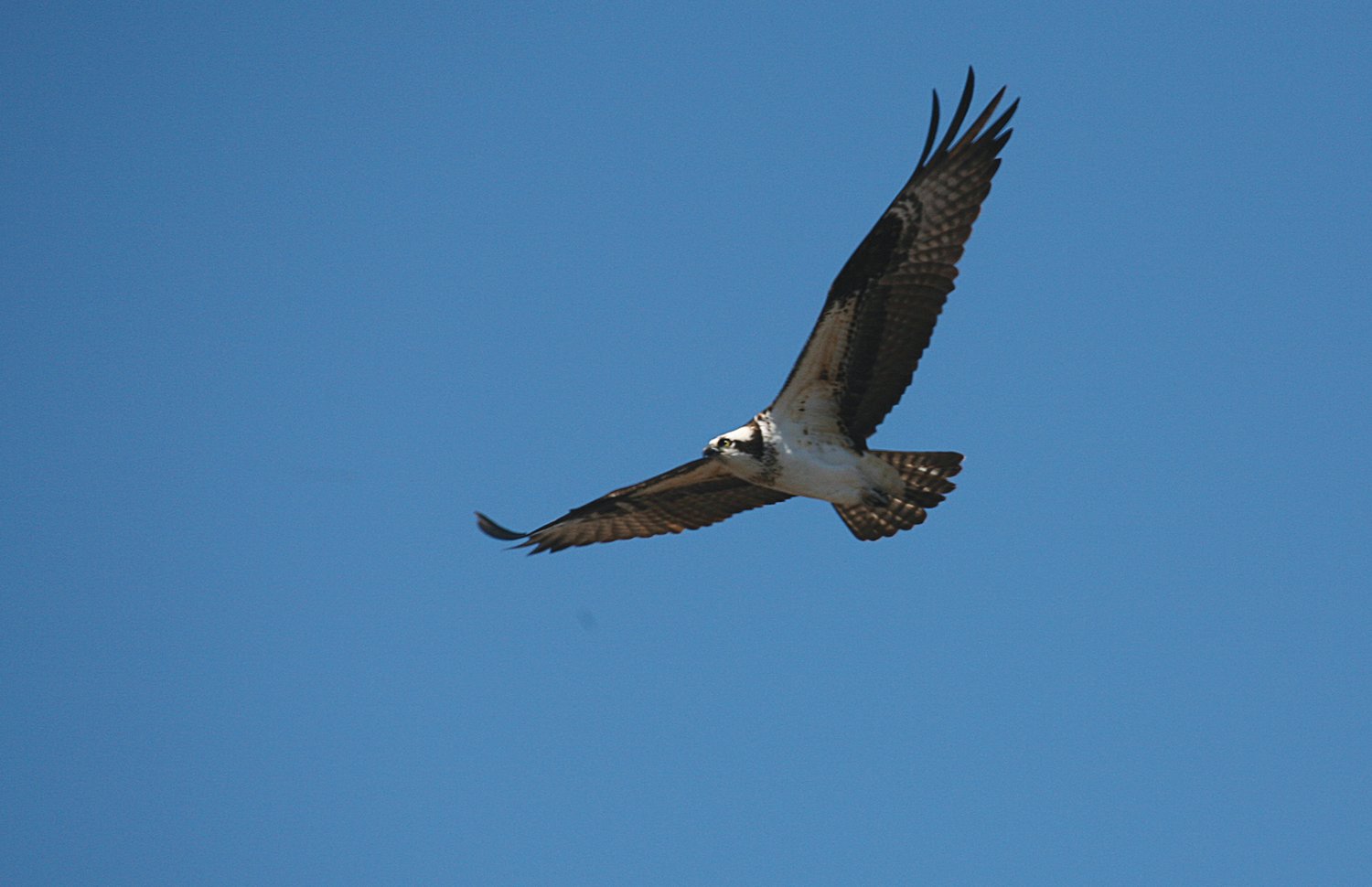An osprey on the wing over Long Pond, Madaket, observed on Good Friday.