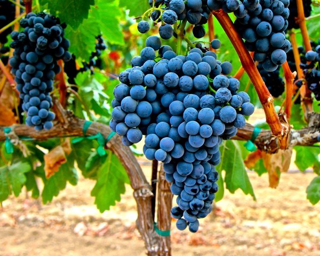Tempranillo grapes from Spain