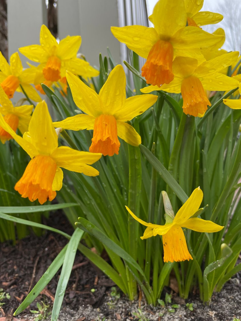 Daffodils in bloom.