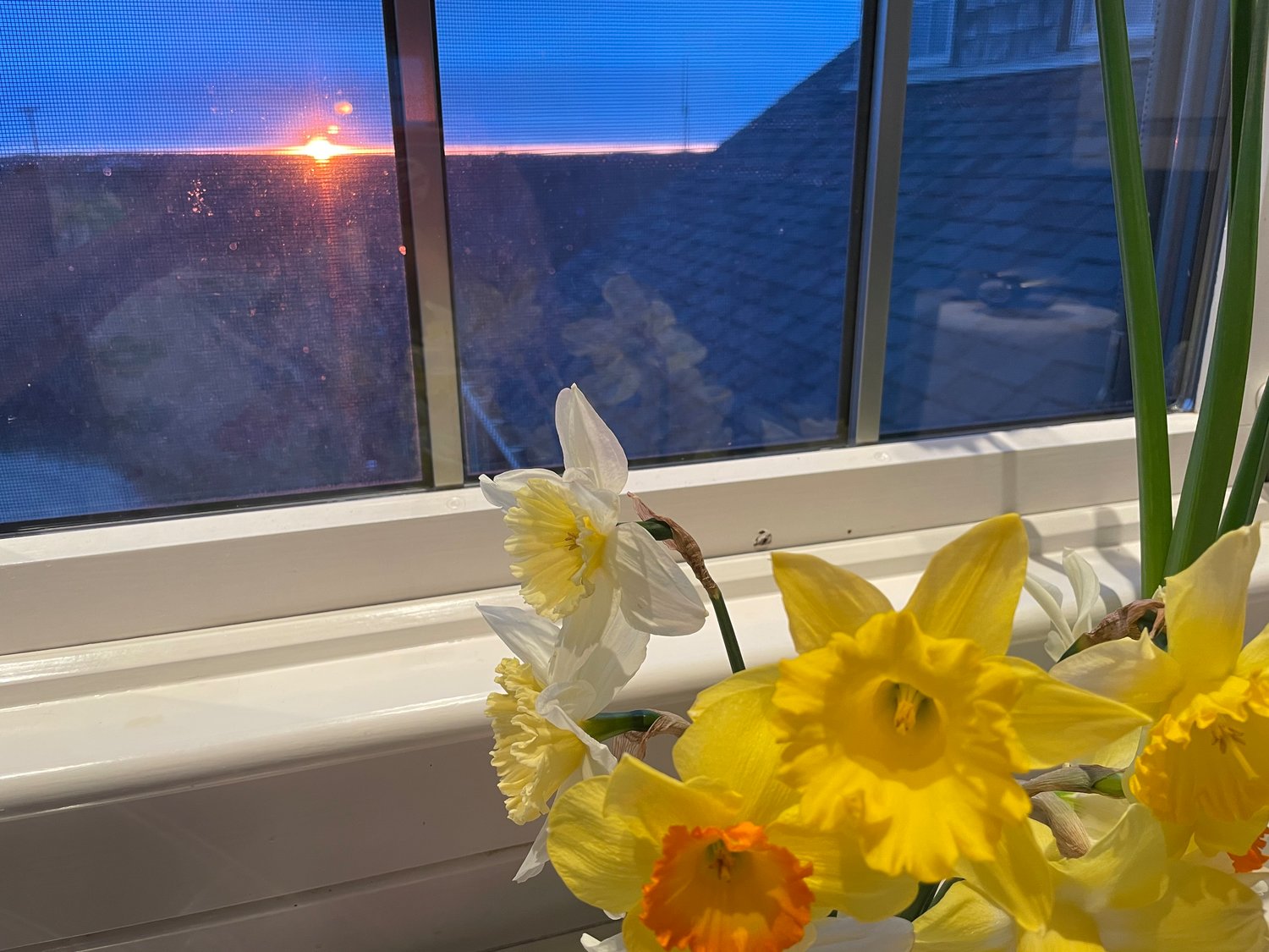 Photo by Hannah Judy.Daffodils at sunset April 8 in a Sconset home.