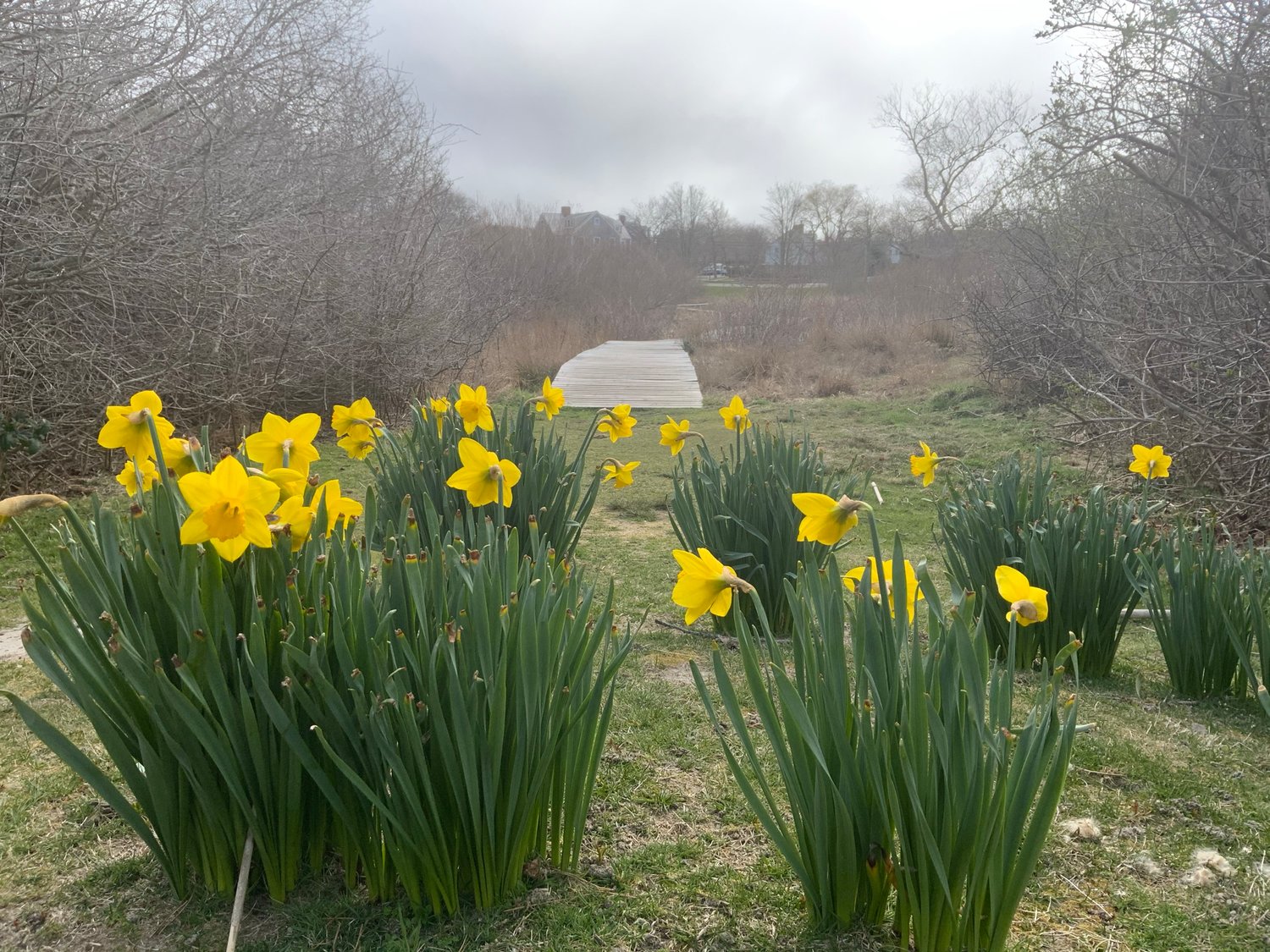 Photo by Jocelyn Brick.Daffodils near Lily Pond April 8.
