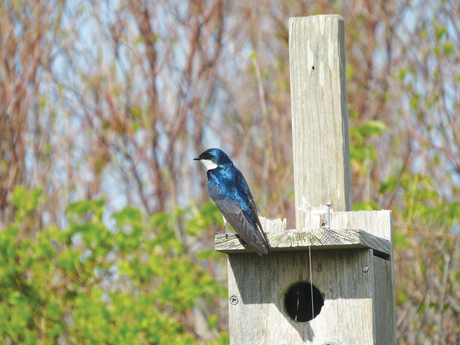 Tree Swallows, some of which will stay to nest, were a welcome sight this week.