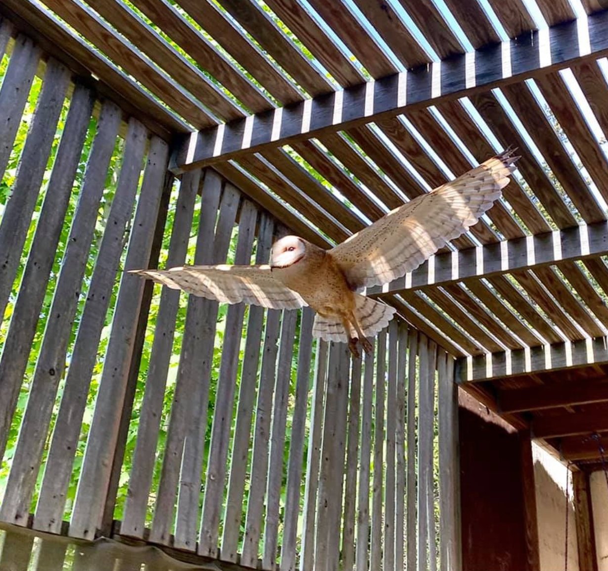 Flight rehab at the Cape Cod Wildlife Center.