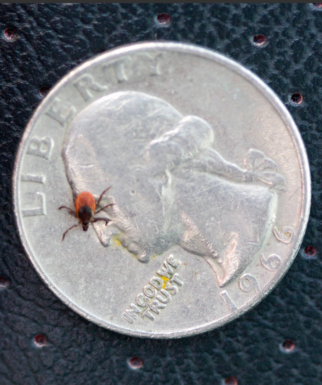 Tiny deer ticks can transfer Lyme disease from mice and deer to humans.