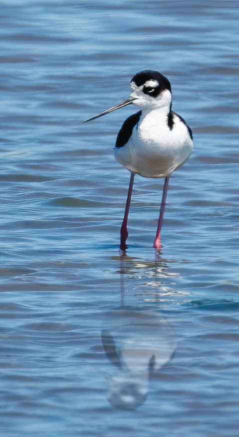 A Black-necked Stilt continued to be seen around the Creeks this week.