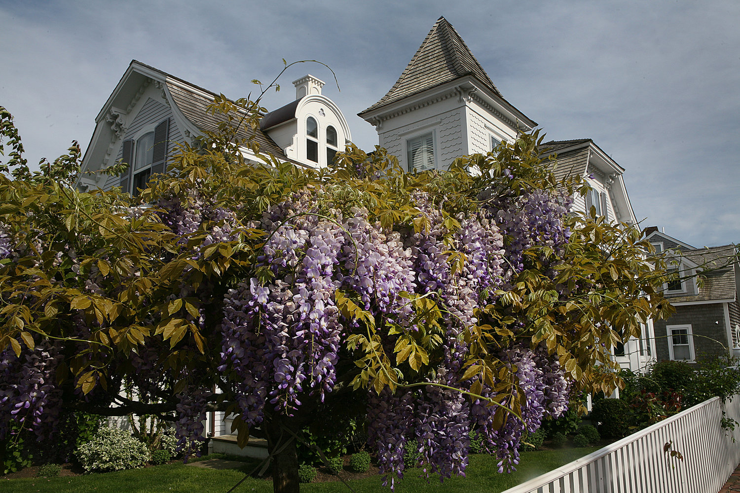 MAY 23, 2021 -- Wisteria blooms in a yard on Fair Street.