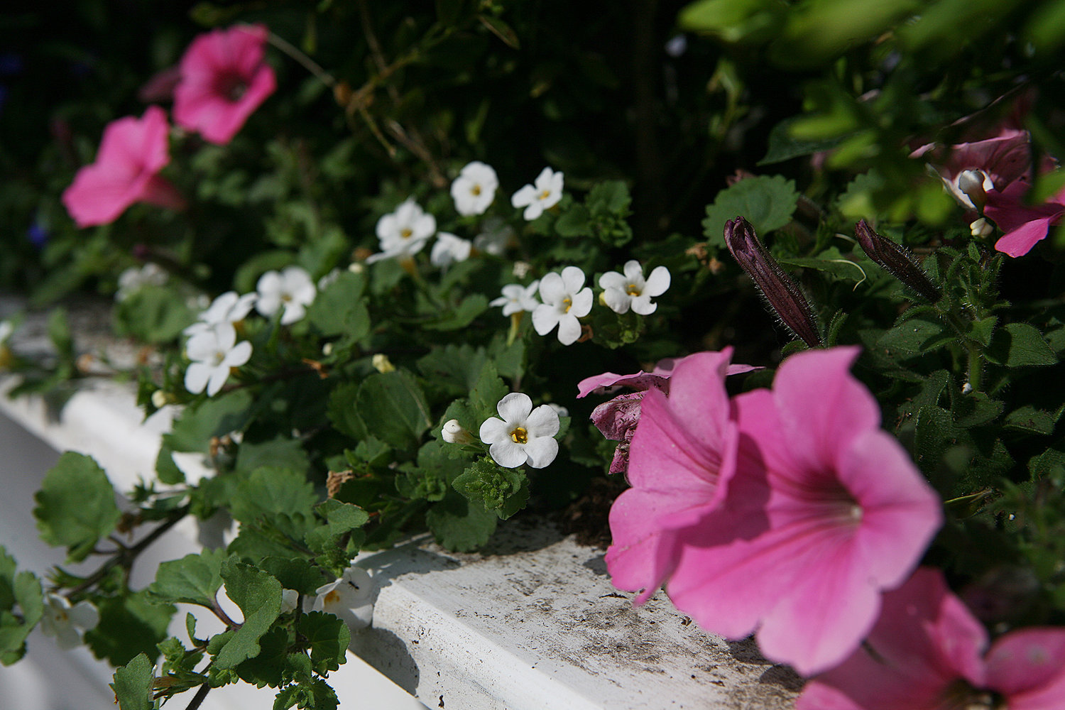 MAY 23, 2021 -- Flowers in a window box on Fair Street.