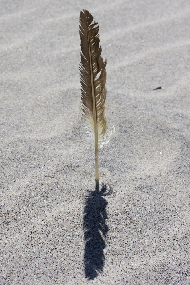 A feather stands upright in the sand at Surfside Beach earlier this month.