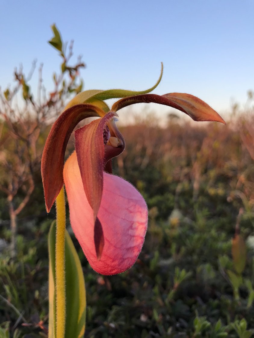 A pink lady's slipper in the moors May 19.