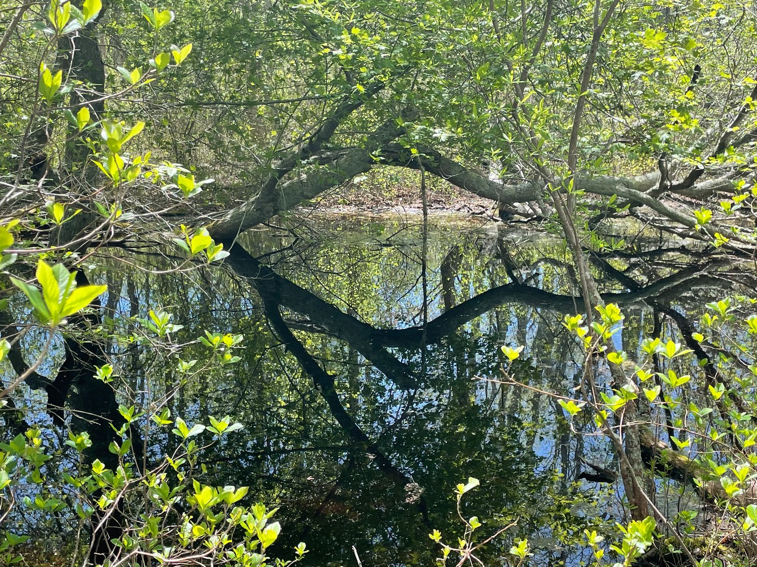 Branches and leaves reflect off the surface of a vernal pool in Squam Swamp May 19.