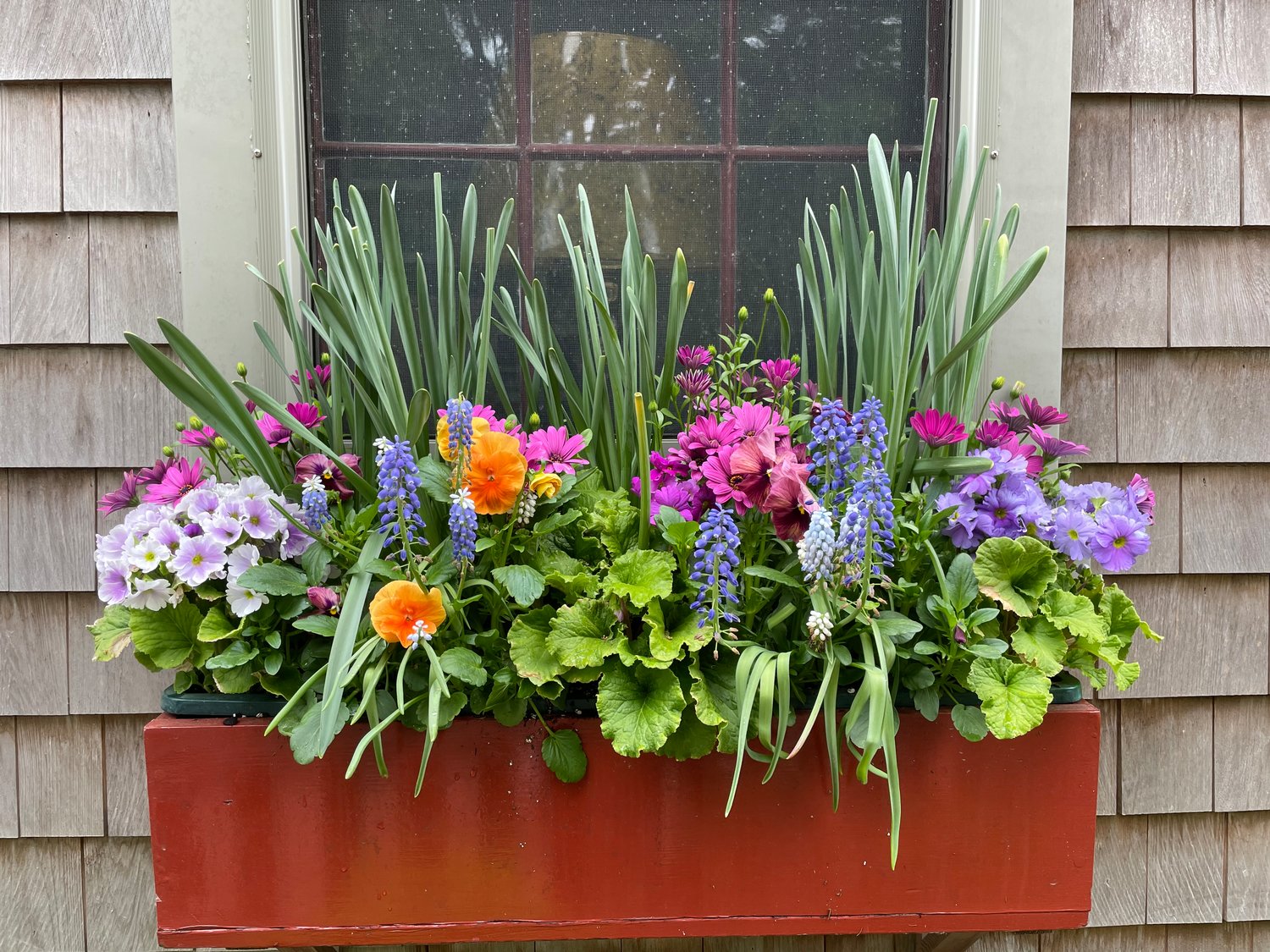 A Hussey Street flower box May 22.
