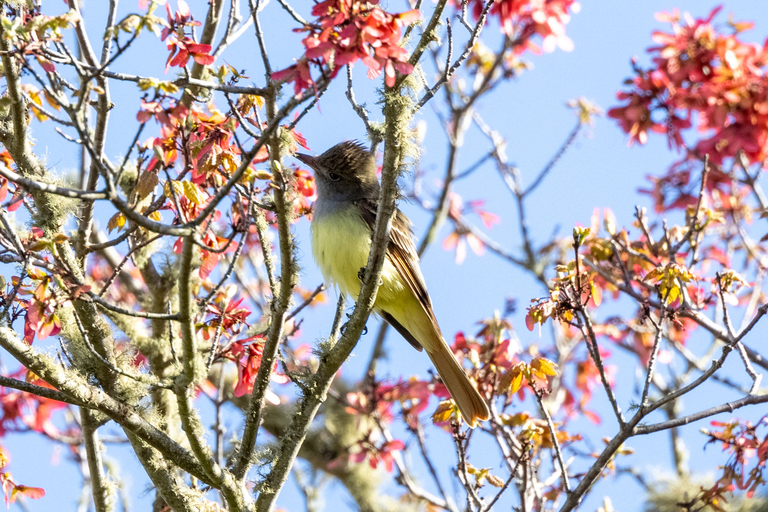 Great Crested Flycatchers have been exceptionally vocal all over the island this week.