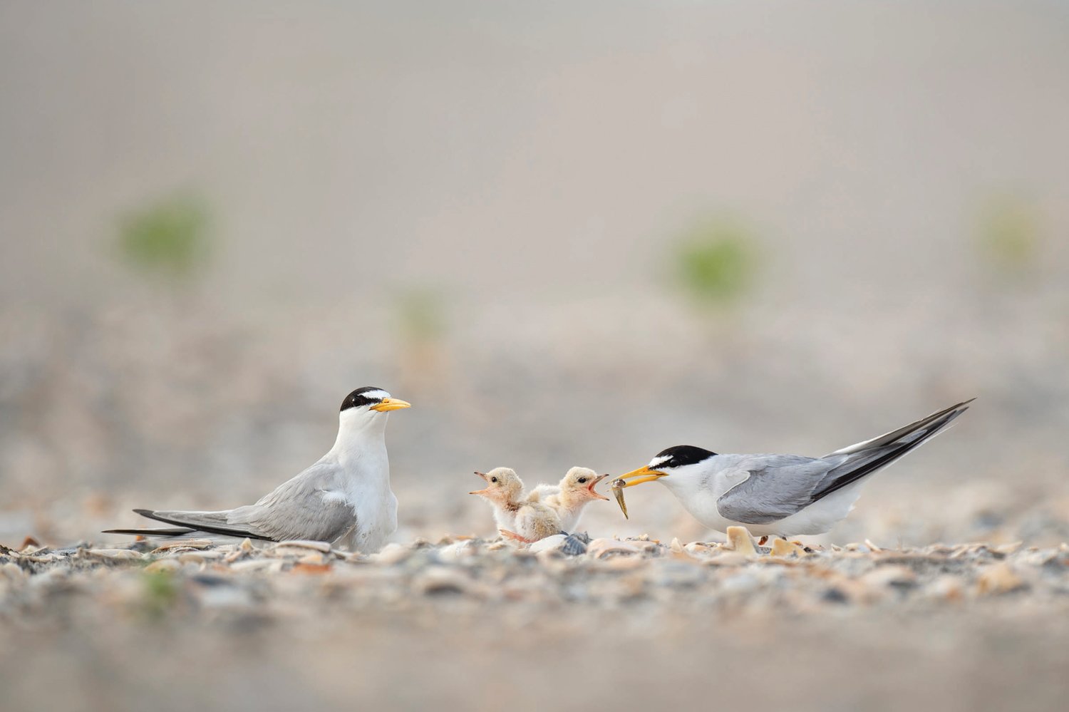 A pair of Least Tern adults feed their chicks a small minnow on a sandy beach.