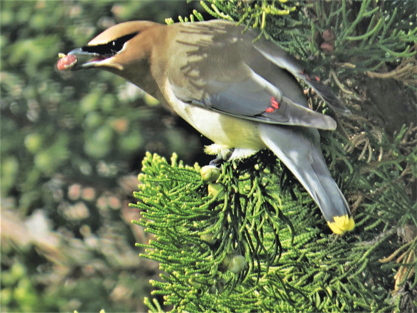 Adult Cedar Waxwings like this one have been more numerous on the island this week.