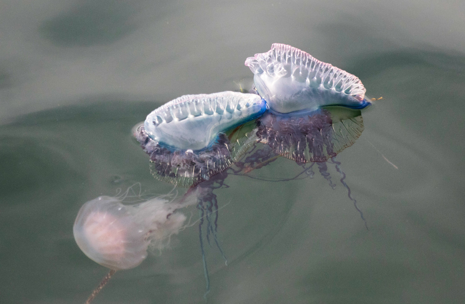 Two Portuguese man o' war attack a sea nettle in Nantucket Harbor last August.