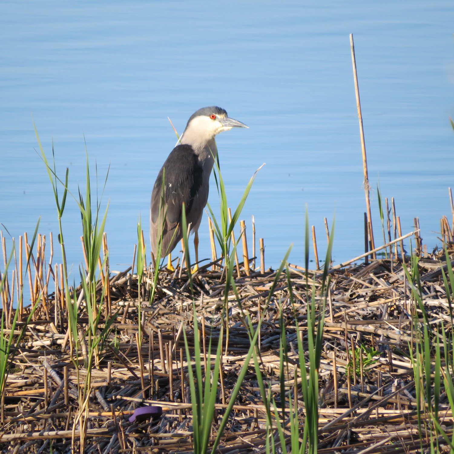 Black-crowned Night-Herons like this one still nest on-island.