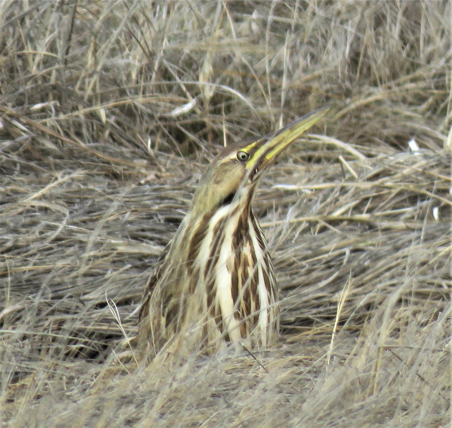An American Bittern like this one was an intriguing sight in Madaket on Friday.