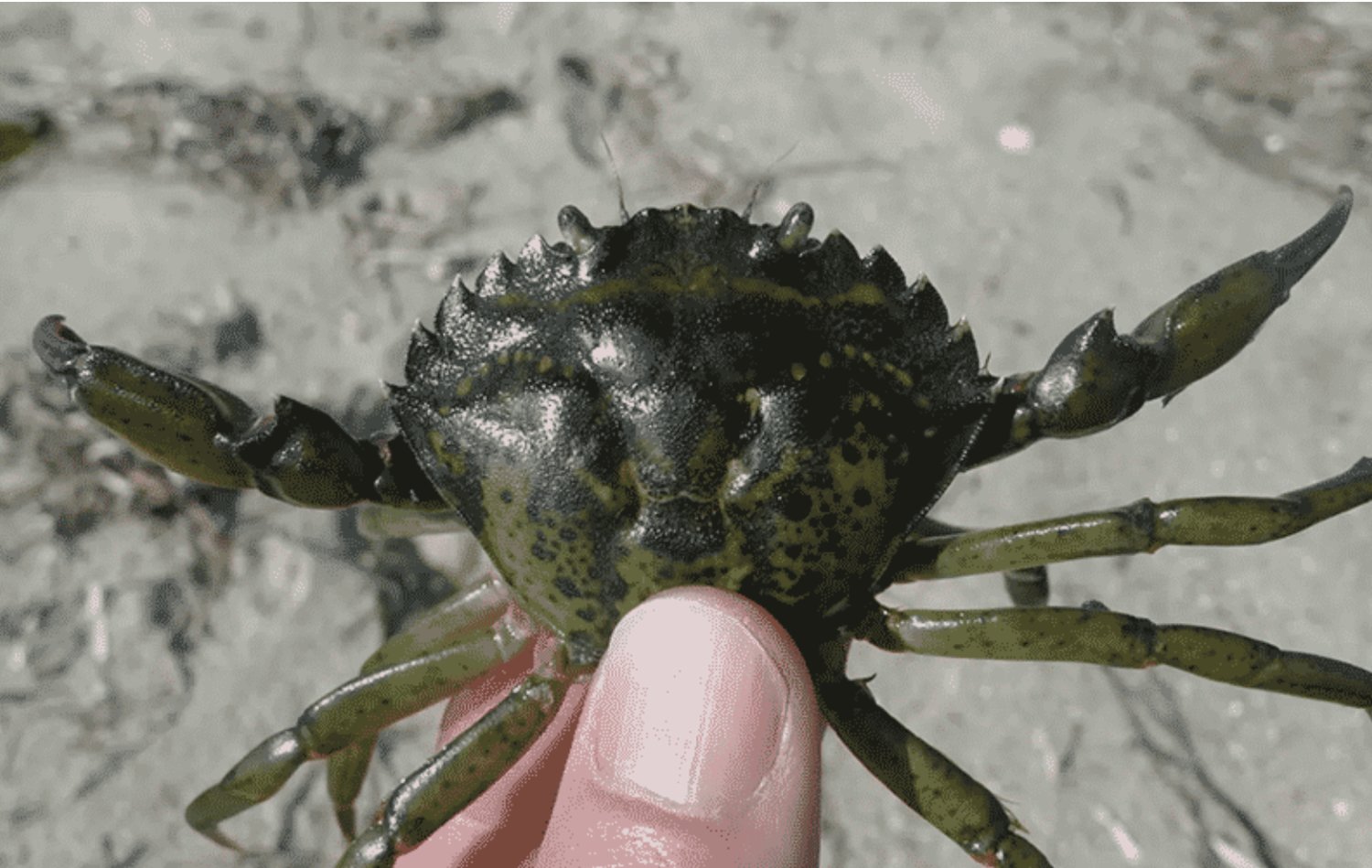 The invasive green crab.