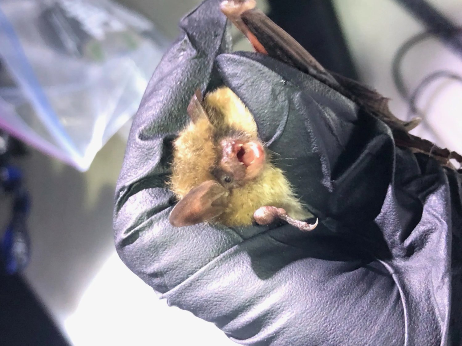 Ph.D. candidate Samantha Hoff will speak about the threatened northern long-eared bat at the Nantucket Conservation Foundation's annual meeting Aug. 5.