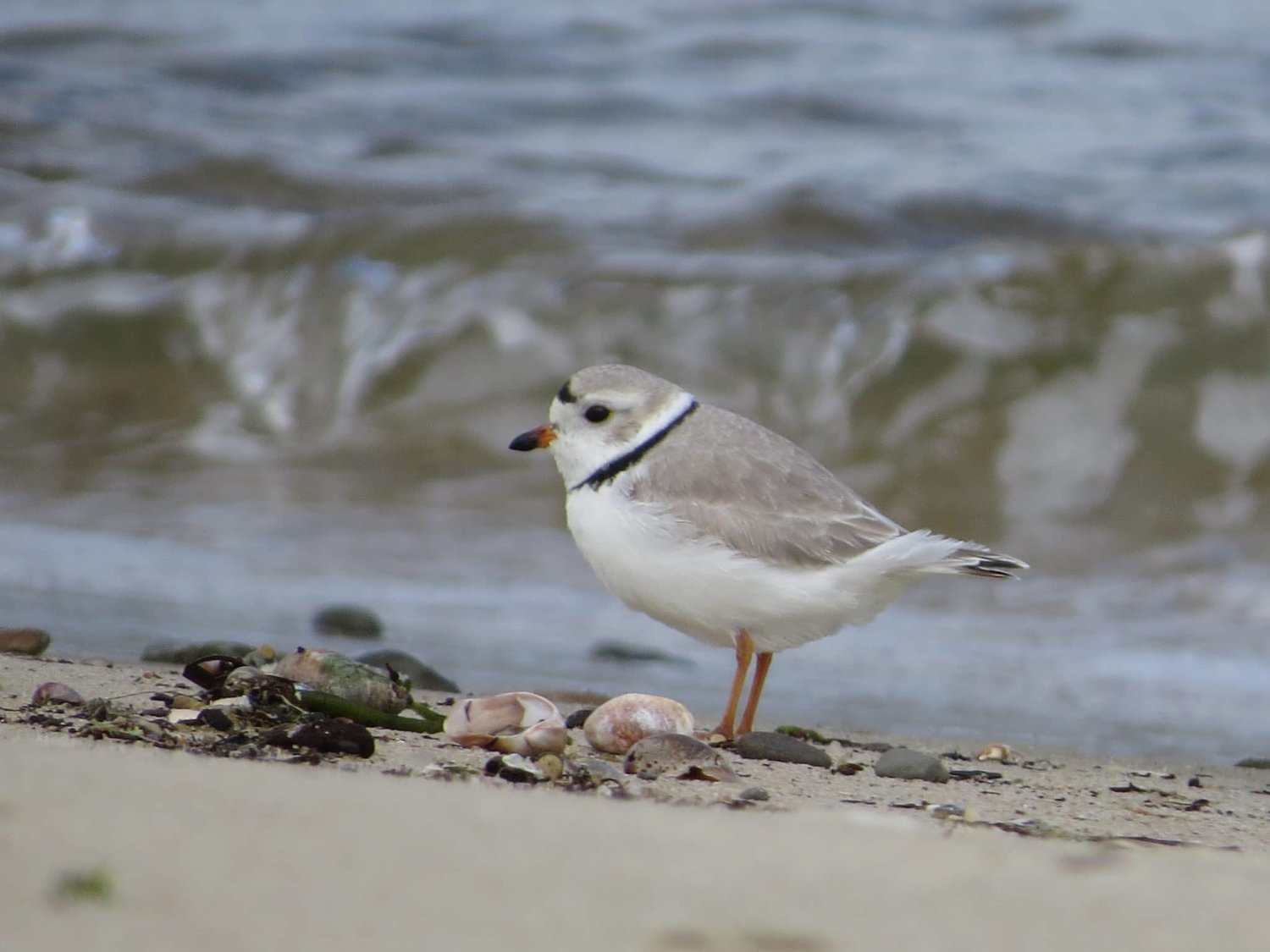 A threatened piping plover. Nesting plovers annually close vehicle access to Great Point.