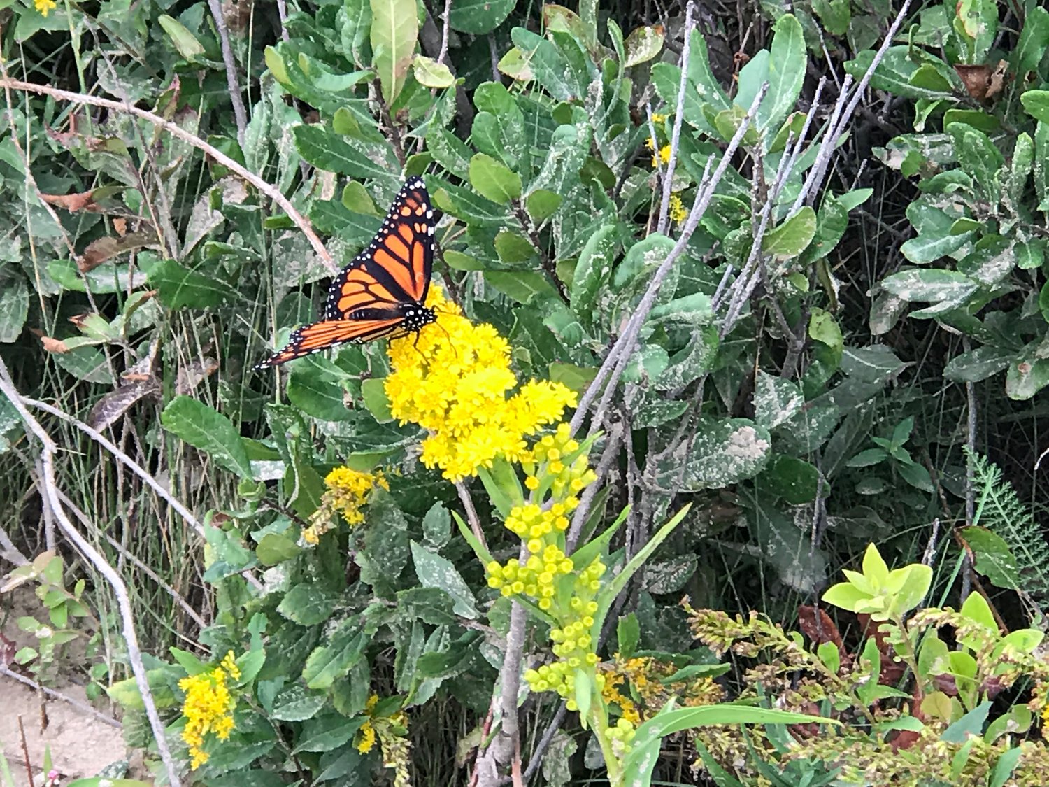 A monarch butterfly on seaside goldenrod in Smooth Hummocks.