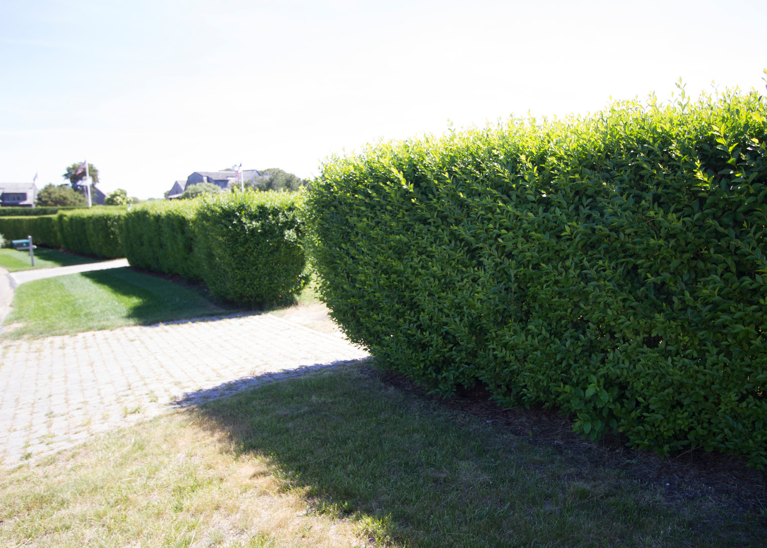 Unlike privet, above, natural, native hedges don’t need trimming, watering or feeding. They reduce wind velocity and provide privacy.