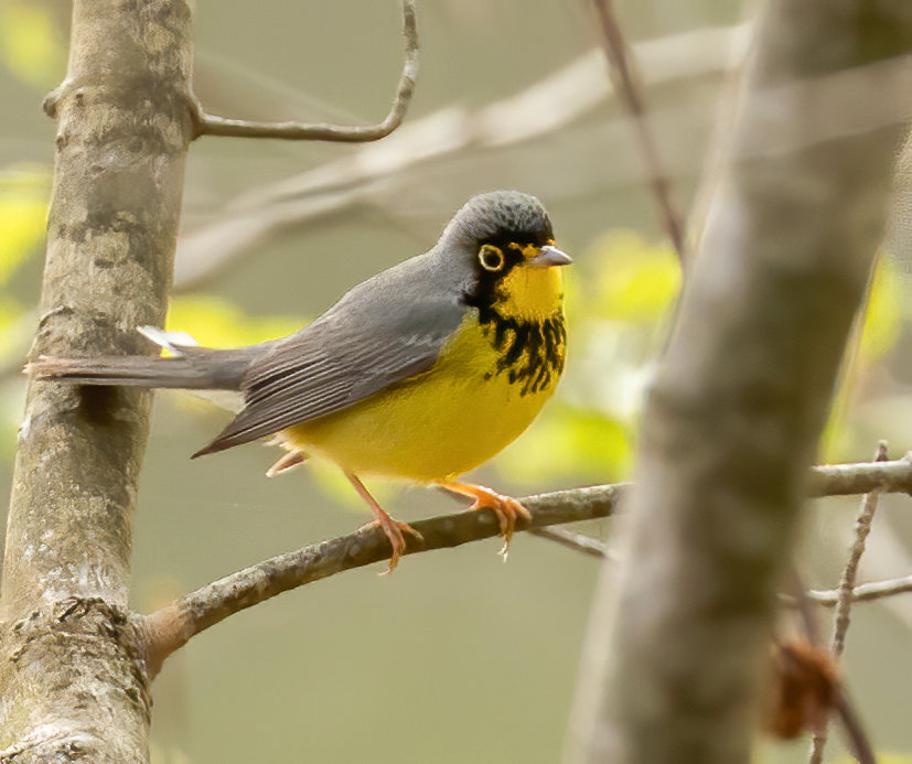 A Canada Warbler like this one was seen in Head of the Plains last Friday.