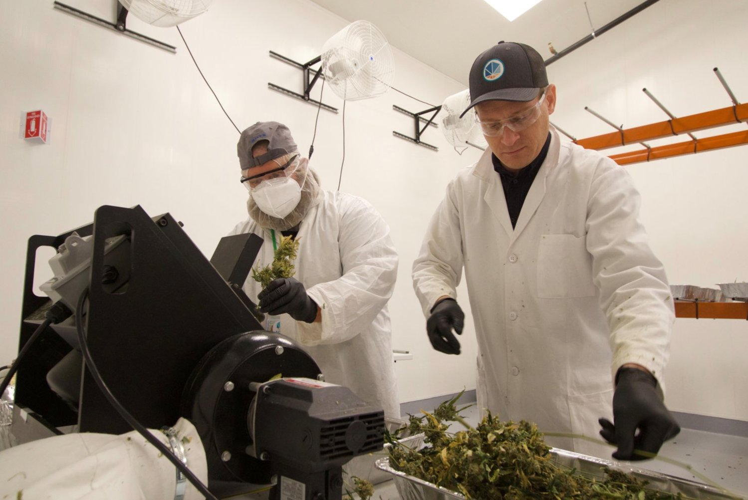 Inside the processing room at the ACK Natural dispensary on Spearhead Drive.
