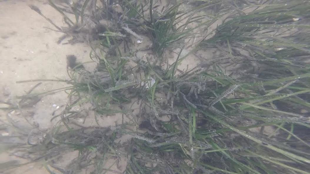 Eelgrass-stifling lyngbya, or black algae, on the harbor floor. The algae poses a threat to the scallop harvest.