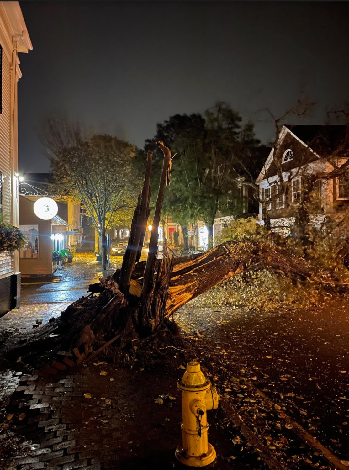 This large tree at the intersection of India and Centre streets came down during high winds overnight.