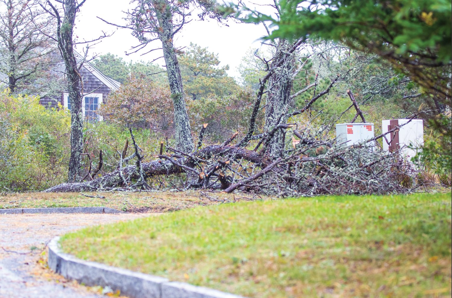 Downed trees uprooted by Wednesday's nor'easter.