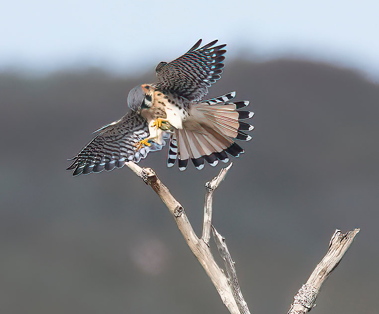 Two American Kestrels put on a show, catching and dining on grasshoppers on Sunday.