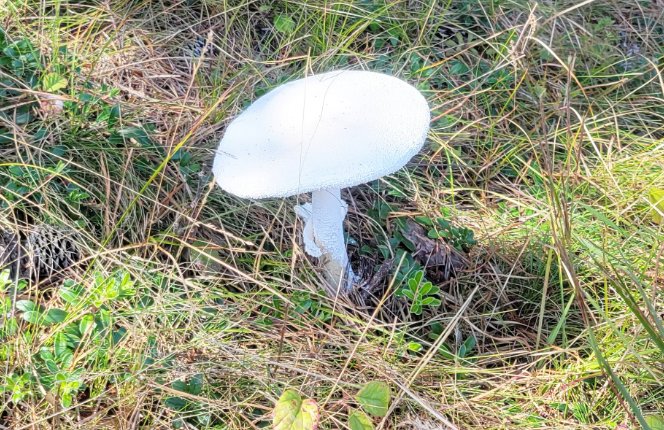 Mushrooms, like this one on Nantucket, have been appearing all over the Northeast this fall, likely a result of all the wet weather this summer.