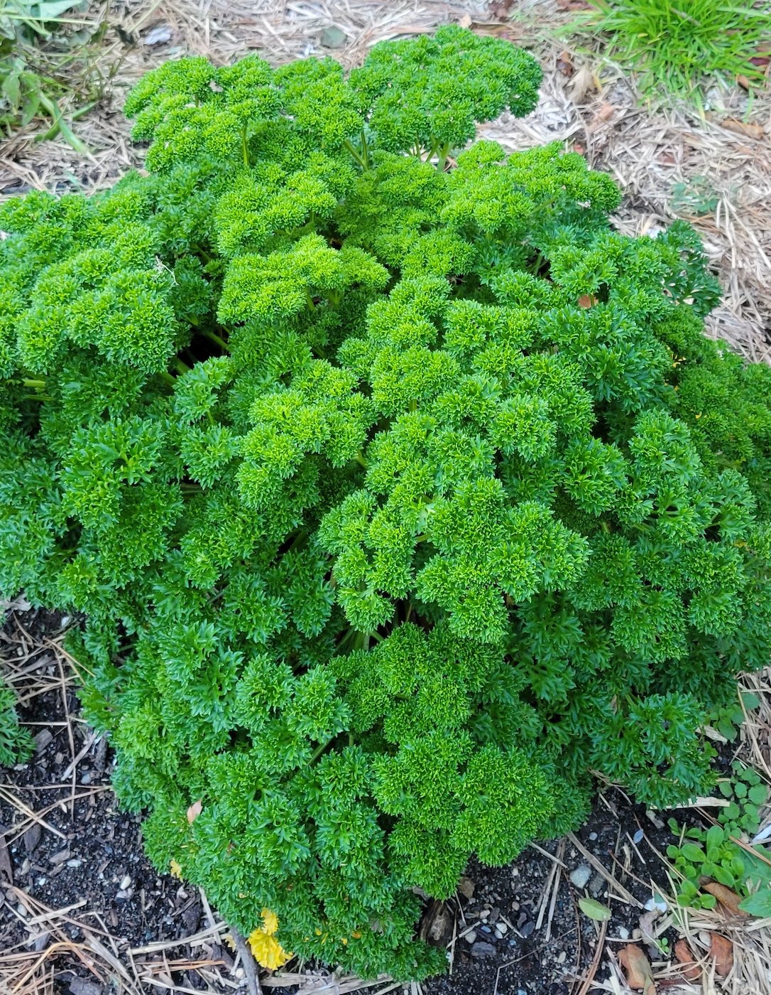 Garden parsley.