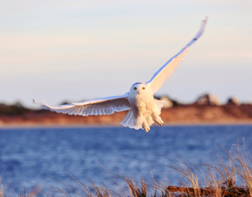 A snowy owl spotted on Coatue in 2019.