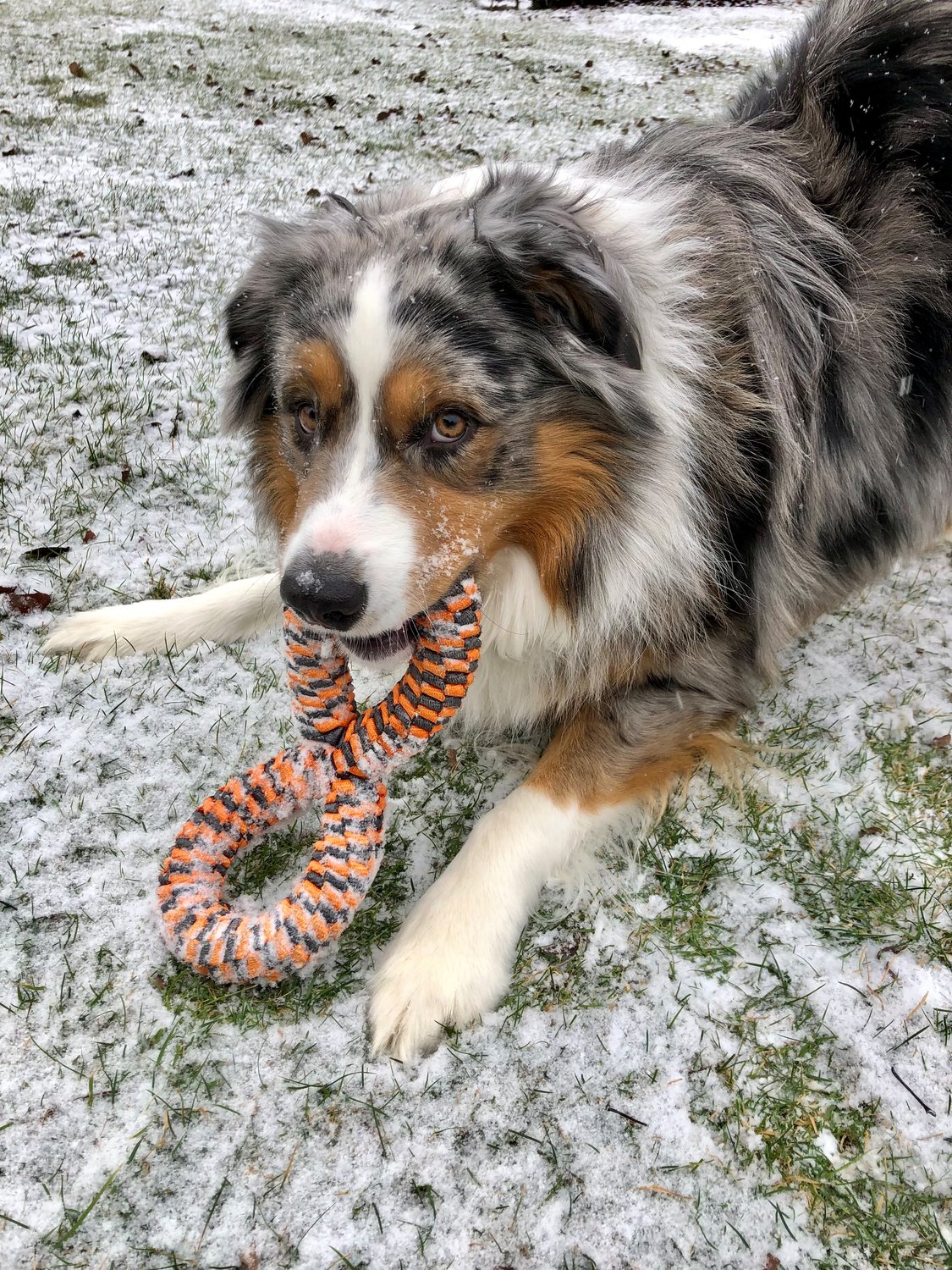 Finn plays in the snow.
