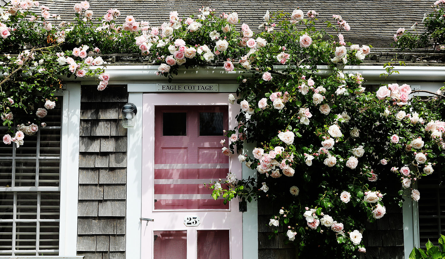 Roses on a Sconset cottage.