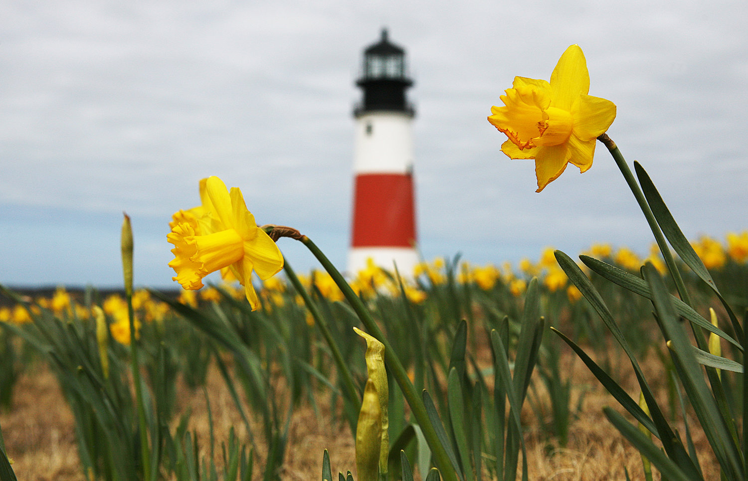Daffodils and Sankaty Light in April.