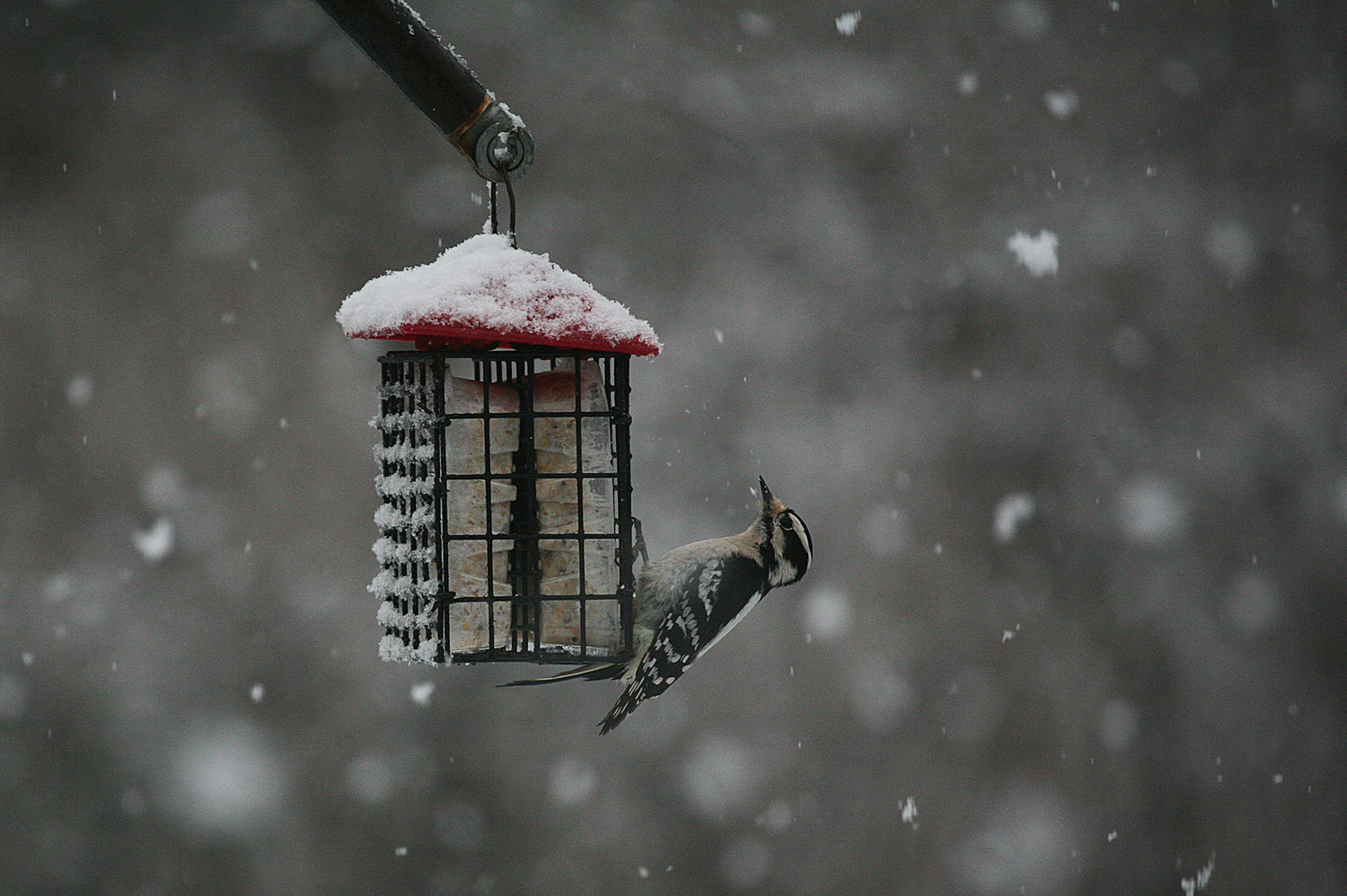 A woodpecker feasts at a feeder during a February snow storm.