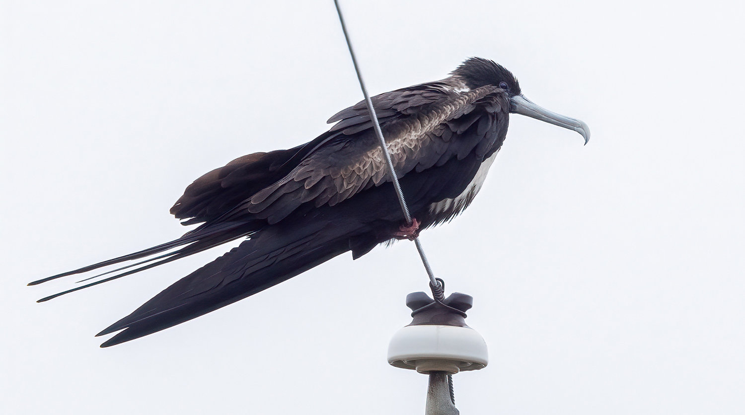 This Magnificent Frigatebird was a shocker of a wire bird on Baxter Road in Sconset last week.