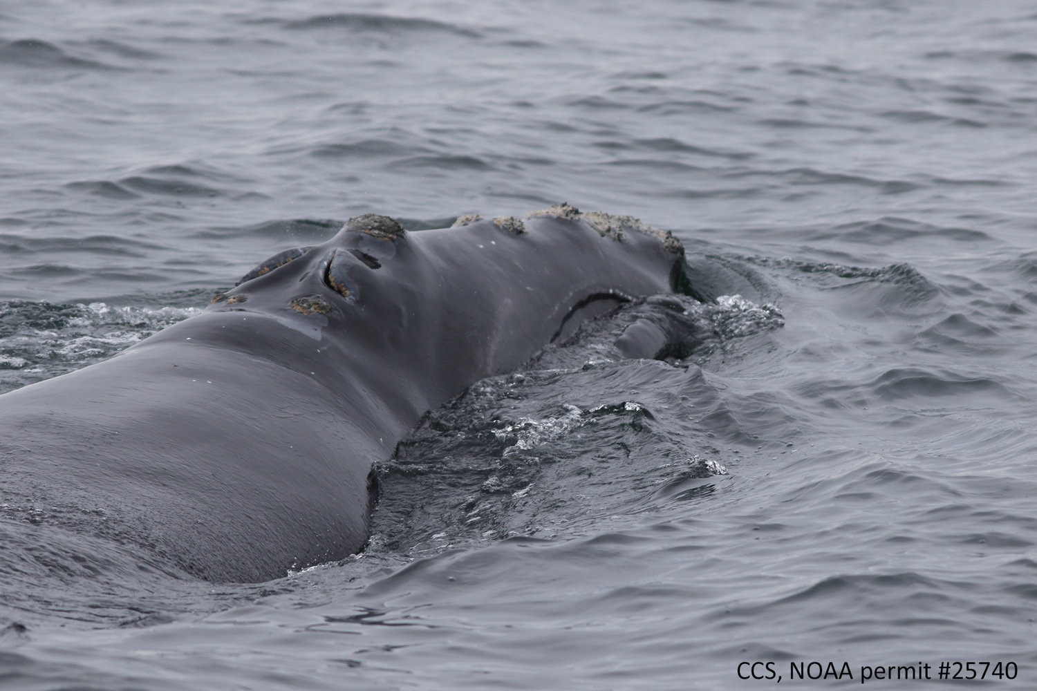 The first documented right whale in Cape Cod Bay of the 2022 survey season.