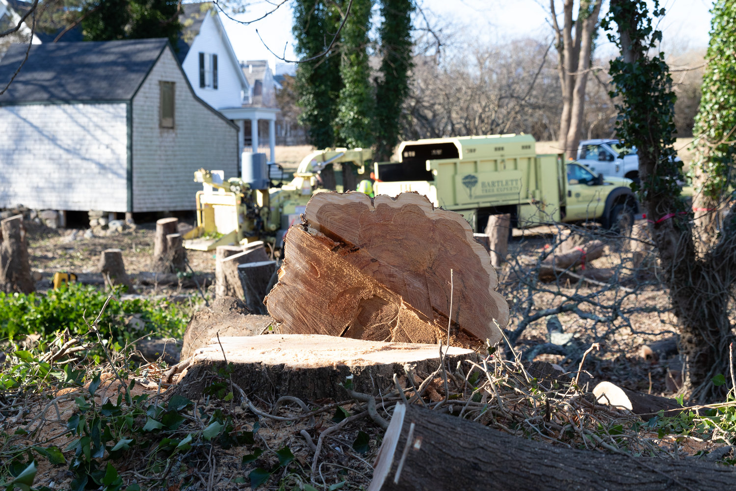 Close to two dozen trees at 57 Pleasant St. were cut down last week by Bartlett Tree Experts, dramatically altering one of the most cherished downtown landscapes next to the old white clapboard farmhouse owned by the Phelan family since 1841.
