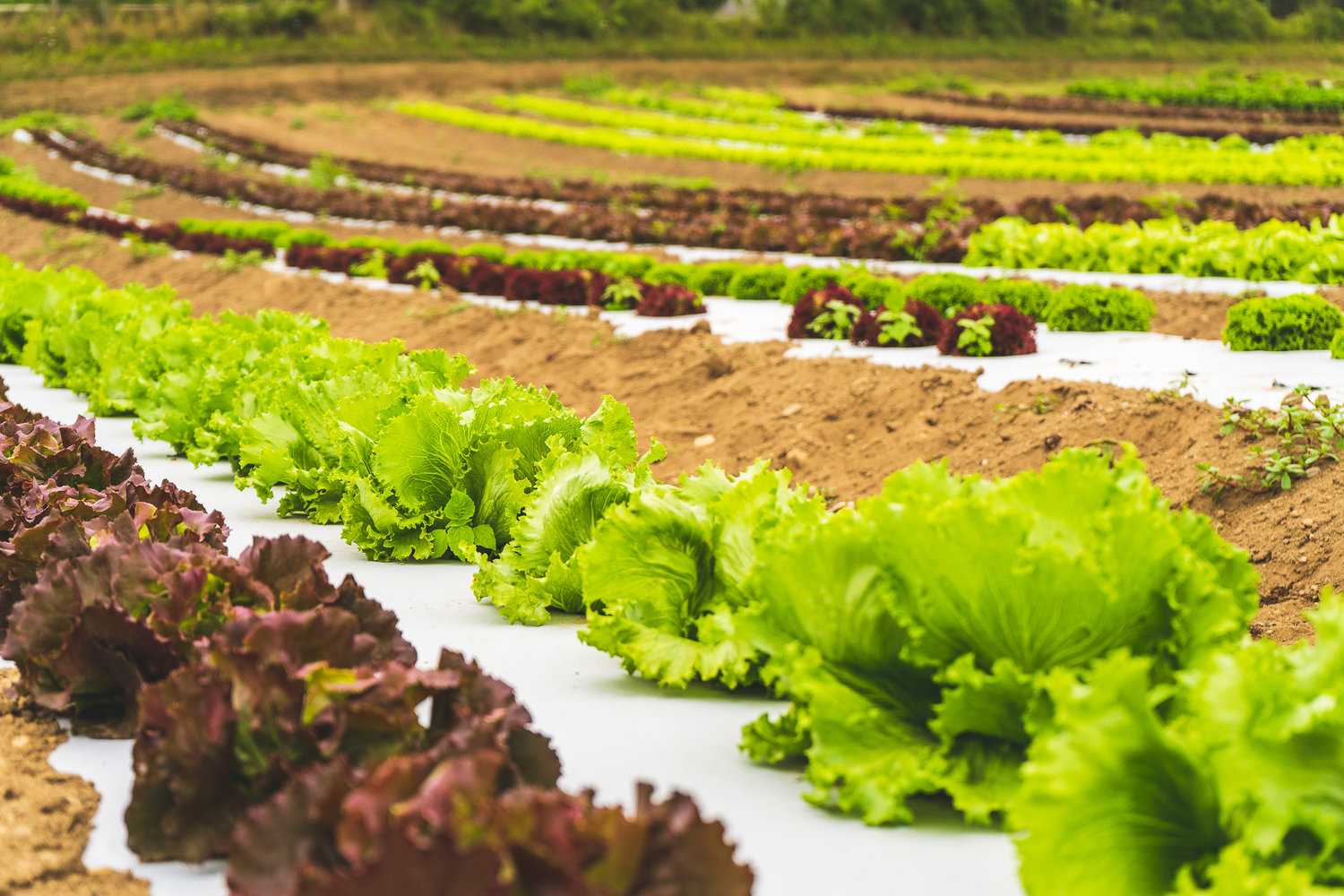 Rows of lettuce in a field at Bartlett’s Ocean View Farm in the summer of 2020.