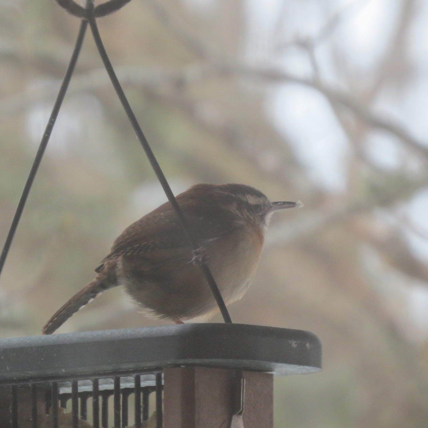 A chilly Carolina Wren. Birds adapt to the cold by puffing up their body feathers to trap heat.