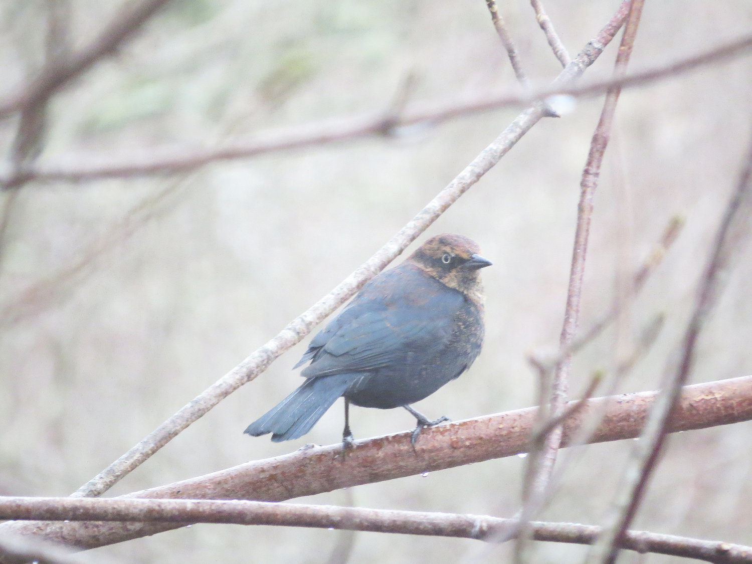 A Rusty Blackbird like this one was a rare surprise at the Windswept Cranberry Bog Friday.