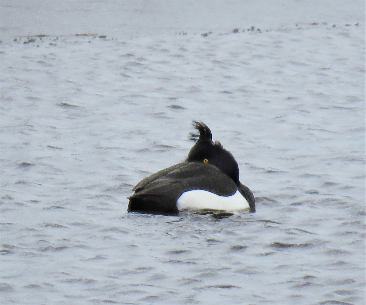 A male Tufted Duck with a well-grown “pony-tail” of a head-tuft continued to be seen near Massasoit Bridge. It delighted members of the Sunday Bird Club who had not caught up with it earlier this year.