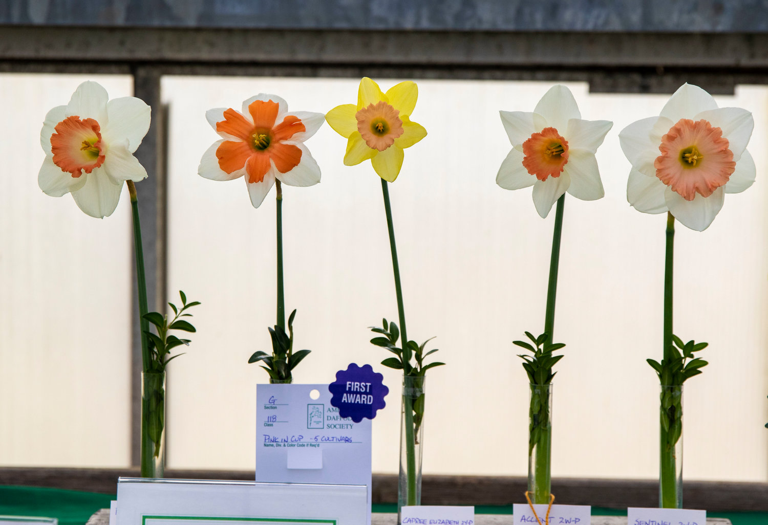 Single stems on display at the 2018 Nantucket Daffodil Flower Show at Bartlett's Ocean View Farm.