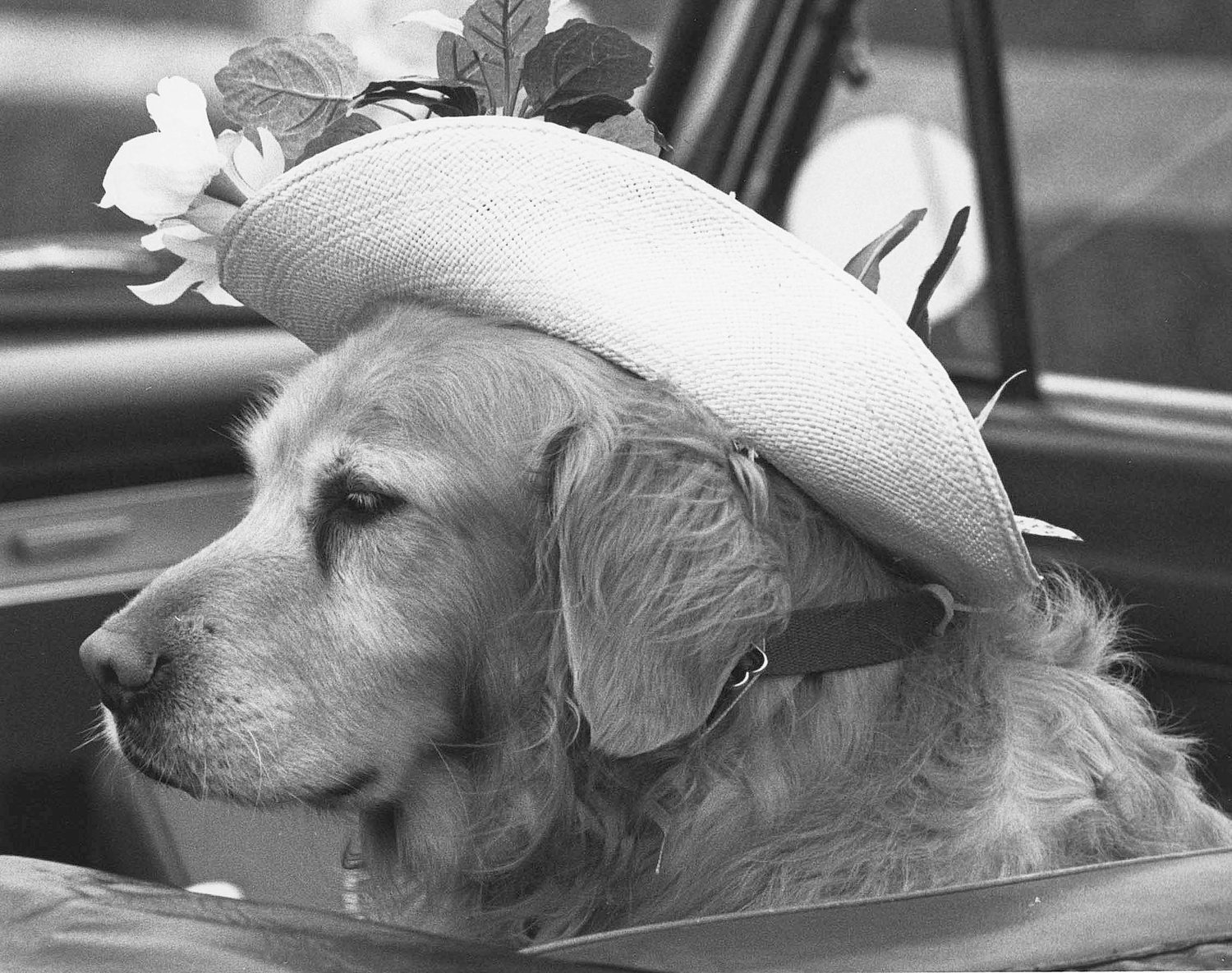 George Bassett’s golden retriever Joshua decked out for the Daffodil Festival in 1995.