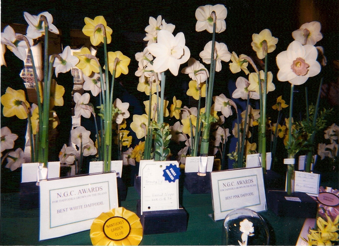 Some of the many Nantucket Daffodil Flower Show awards won by Grace Noyes.