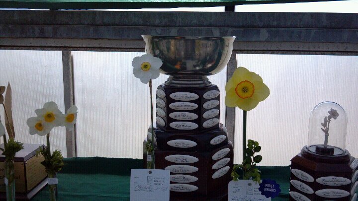 Grace Noyes frequently won high honors at the Nantucket Daffodil Flower Show.